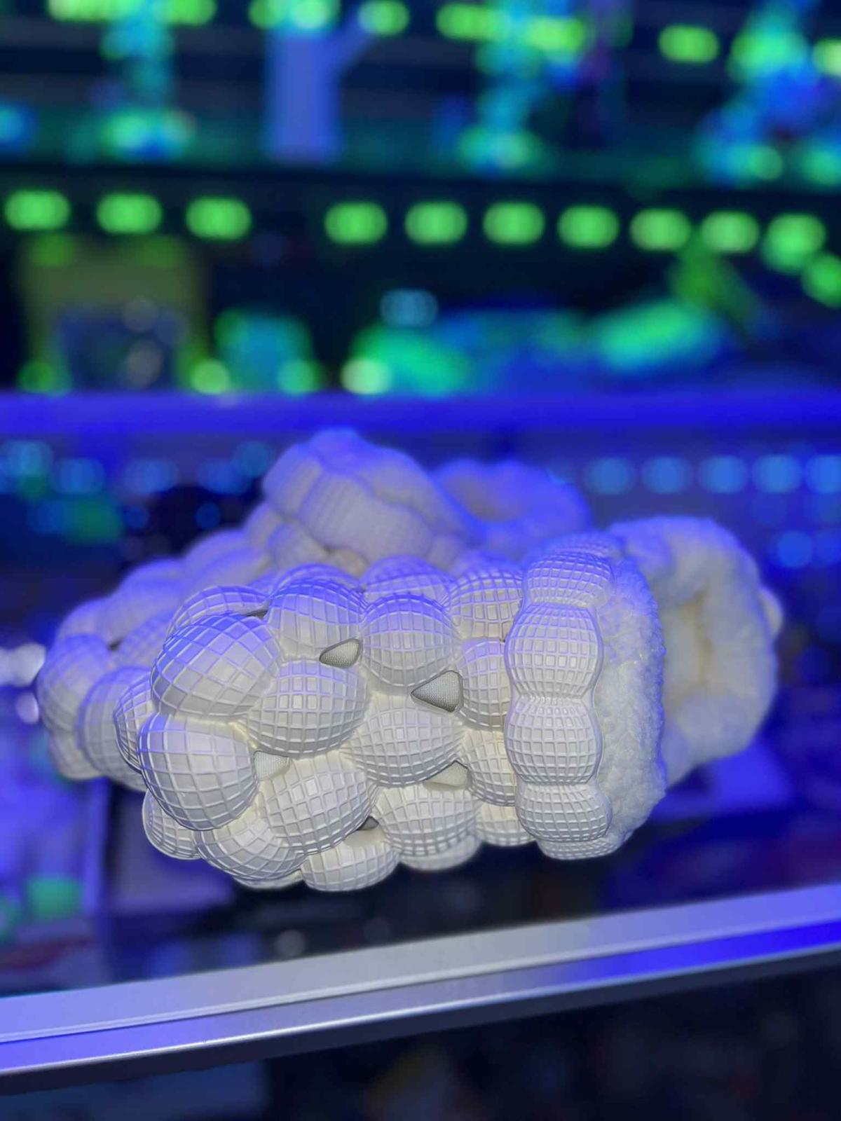 Pantoufles Slippers